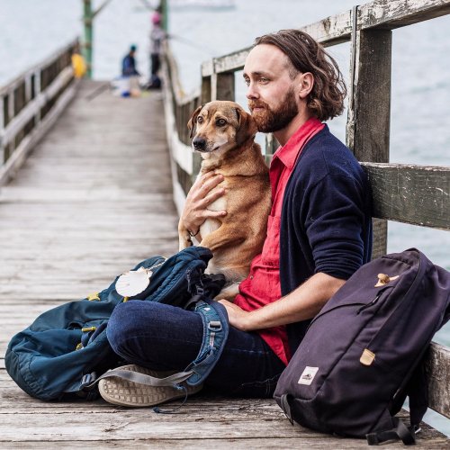 A Traveller's Guide to Turkish Dogs